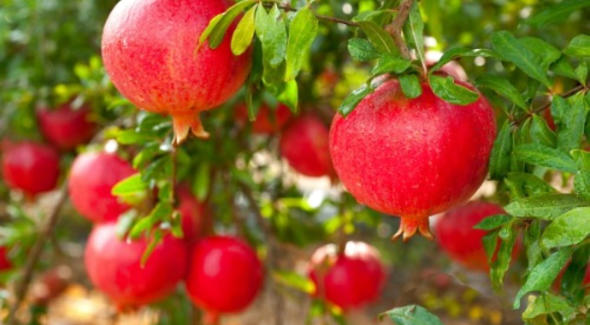 logo na owocach granatu